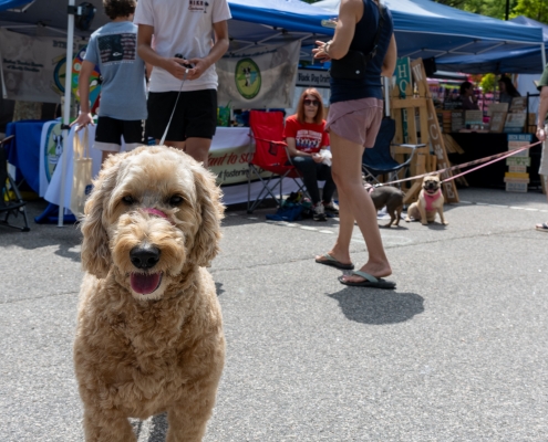 Dog-Daze-2025-CPD-sm-726747